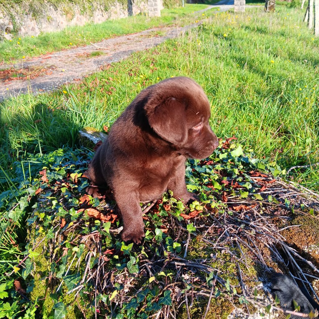 Du prieur de la roche - Chiot disponible  - Labrador Retriever