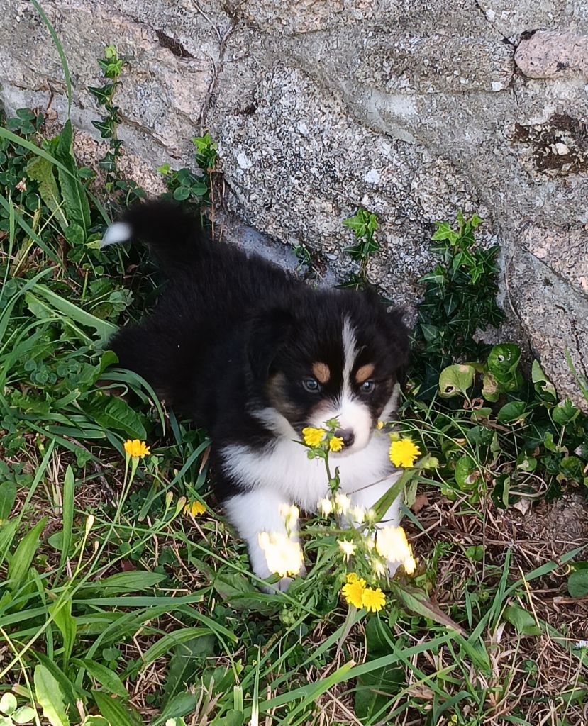 Du prieur de la roche - Chiot disponible  - Berger Australien