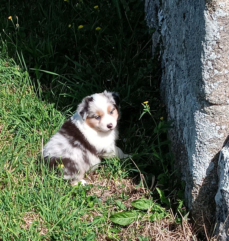 Du prieur de la roche - Chiot disponible  - Berger Australien