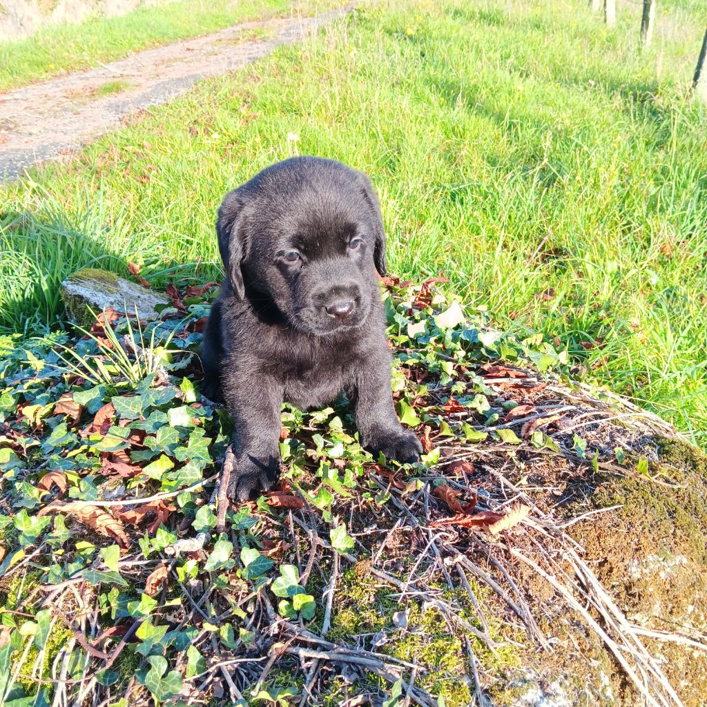 Du prieur de la roche - Chiot disponible  - Labrador Retriever