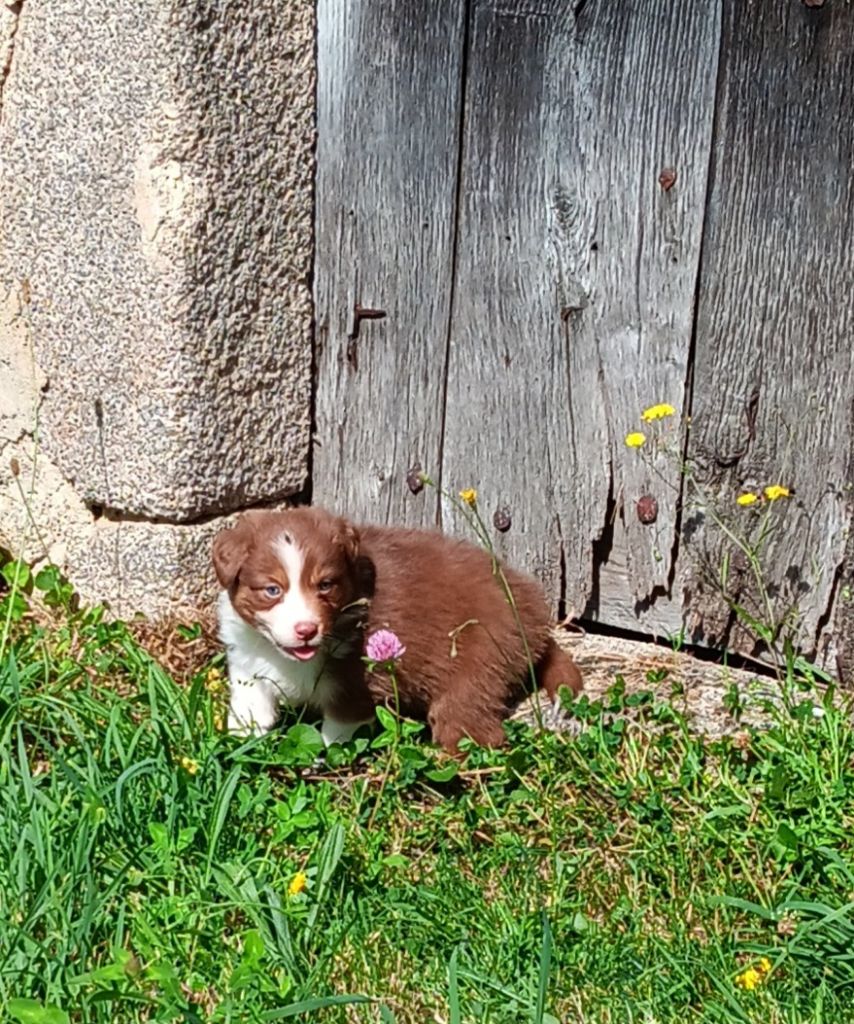 Du prieur de la roche - Chiot disponible  - Berger Australien