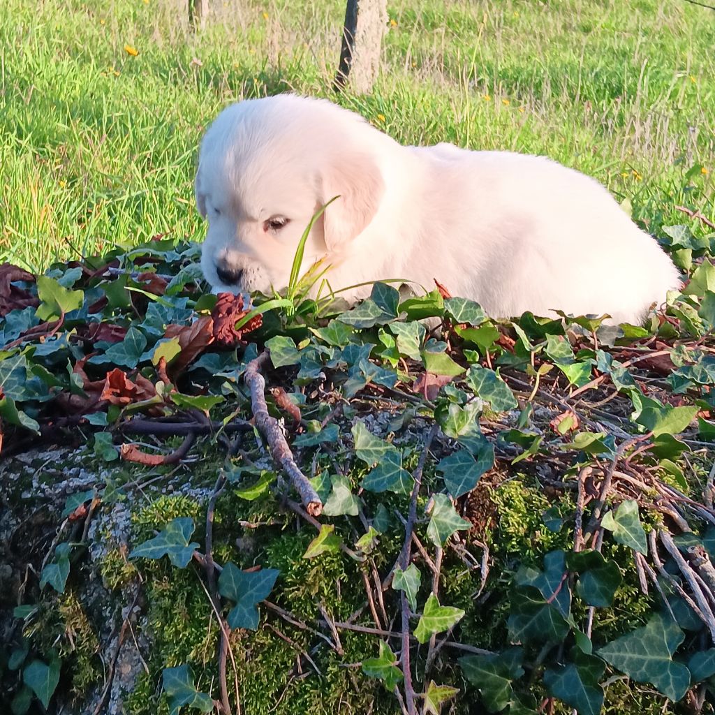 Du prieur de la roche - Chiot disponible  - Golden Retriever