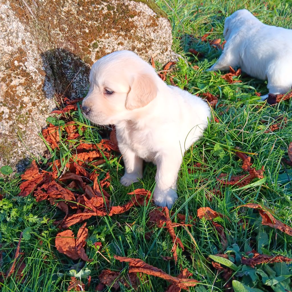 Du prieur de la roche - Chiot disponible  - Golden Retriever