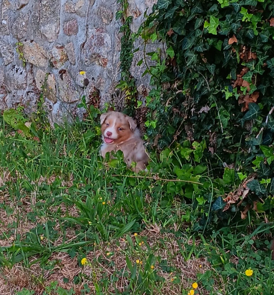 Du prieur de la roche - Chiot disponible  - Berger Australien