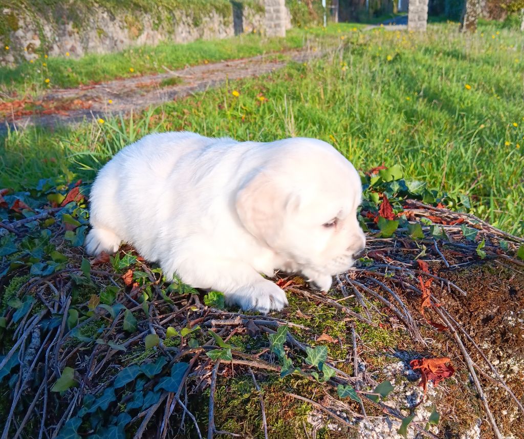 Du prieur de la roche - Chiot disponible  - Golden Retriever