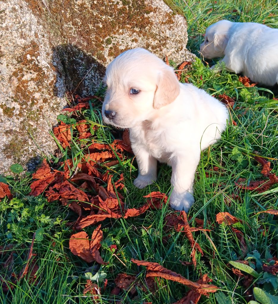 Du prieur de la roche - Chiot disponible  - Golden Retriever