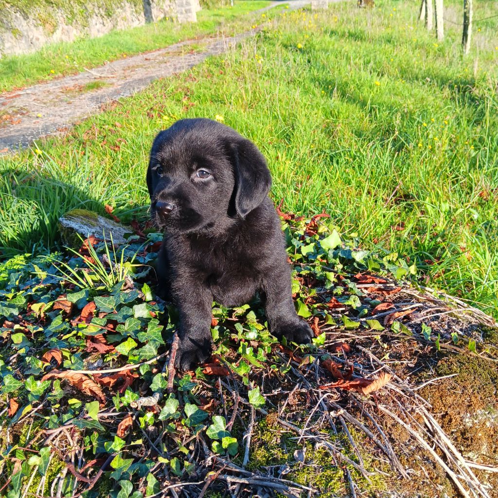 Du prieur de la roche - Chiot disponible  - Labrador Retriever