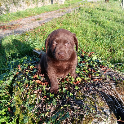 Du prieur de la roche - Labrador Retriever - Portée née le 11/09/2024