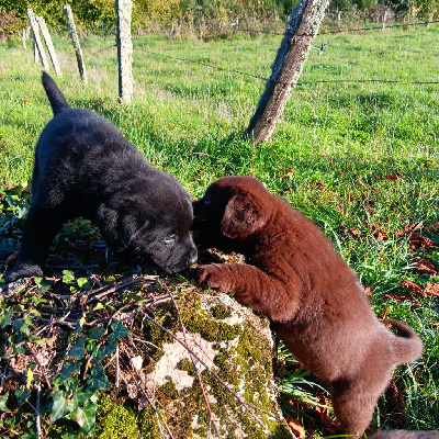 Du prieur de la roche - Labrador Retriever - Portée née le 17/09/2024