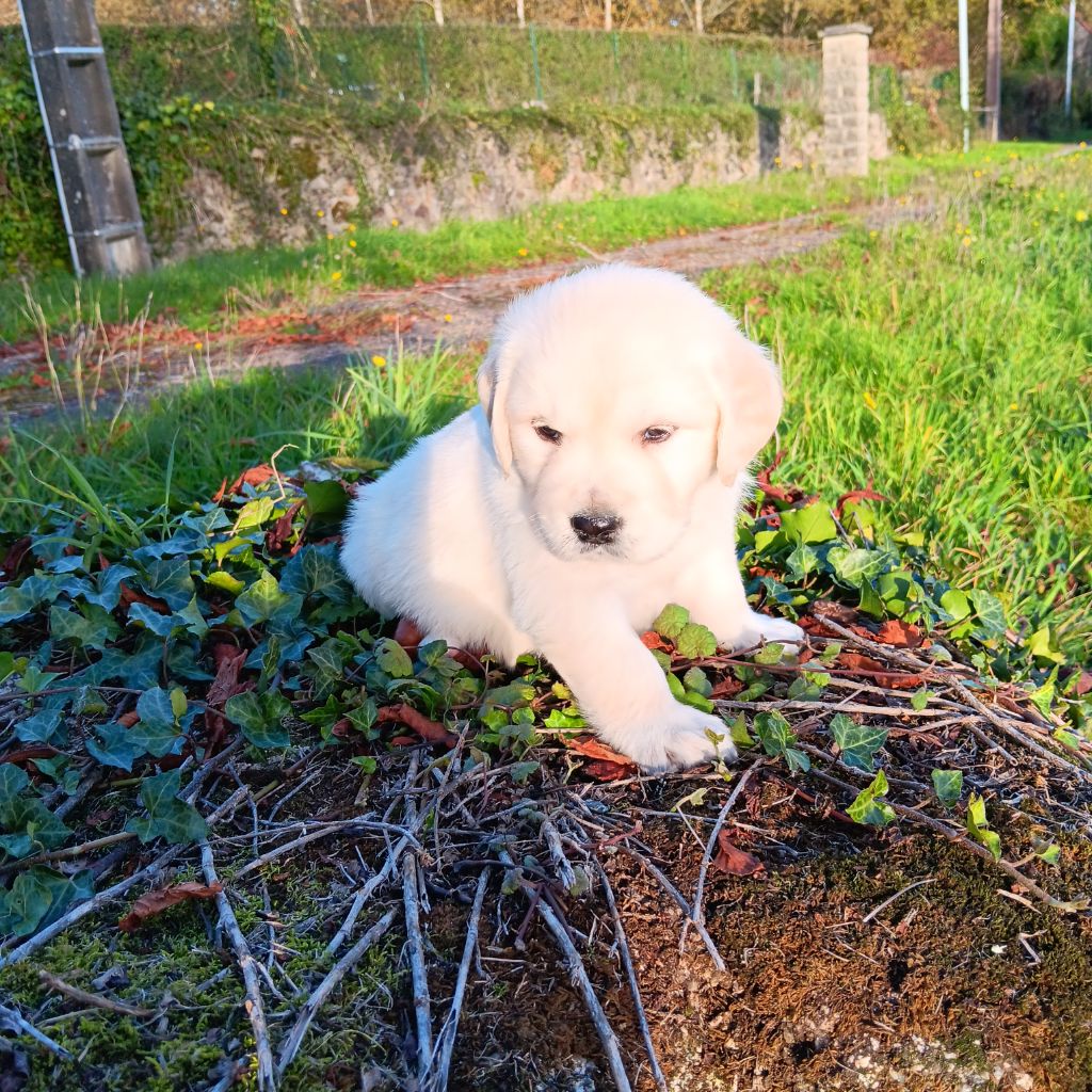 Du prieur de la roche - Chiot disponible  - Golden Retriever