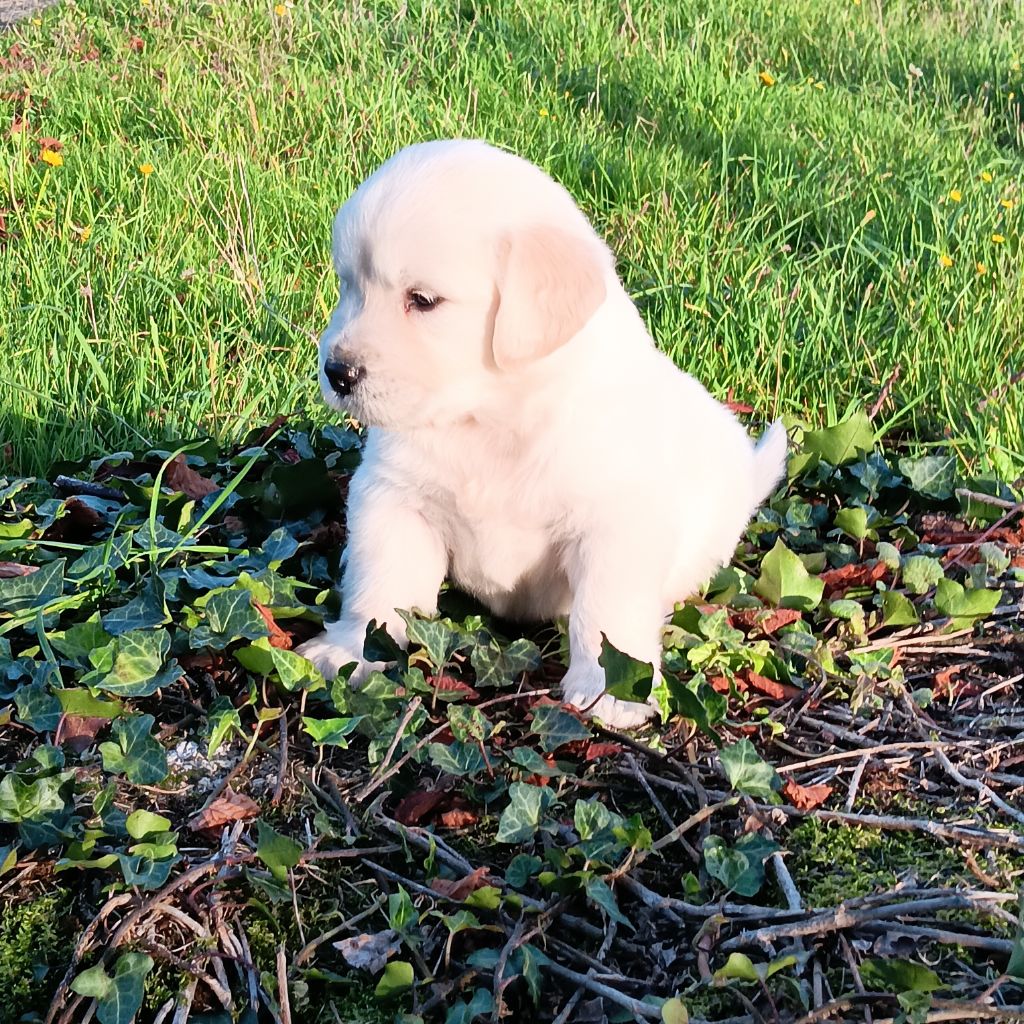 Du prieur de la roche - Chiot disponible  - Golden Retriever