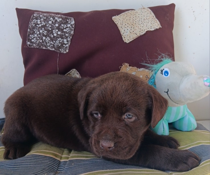 Du prieur de la roche - Chiots disponibles - Labrador Retriever