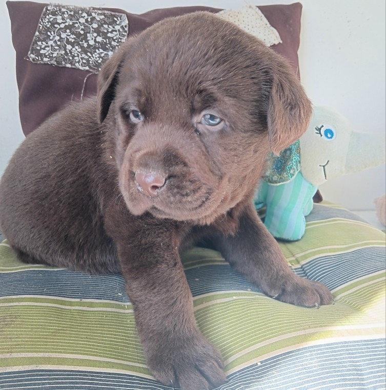 Du prieur de la roche - Chiots disponibles - Labrador Retriever