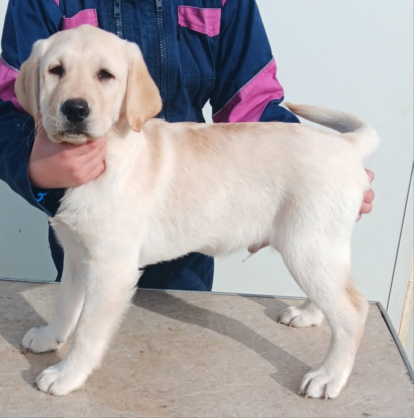 Du prieur de la roche - Chiots disponibles - Labrador Retriever