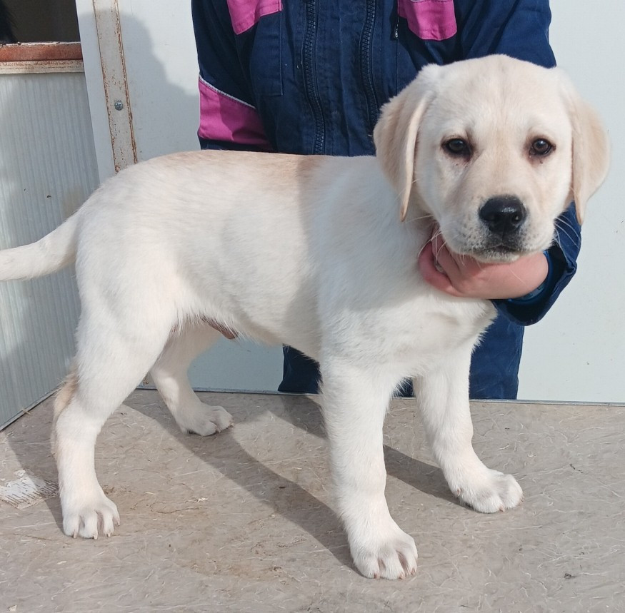 Du prieur de la roche - Chiots disponibles - Labrador Retriever