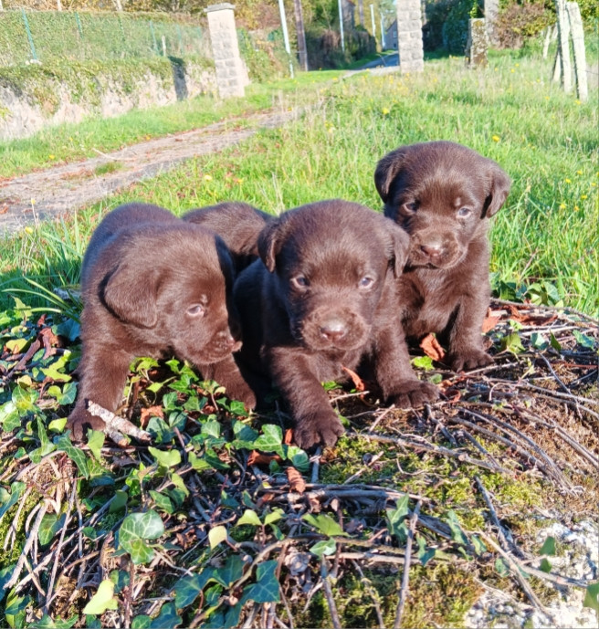 Chiot Labrador Retriever Du prieur de la roche
