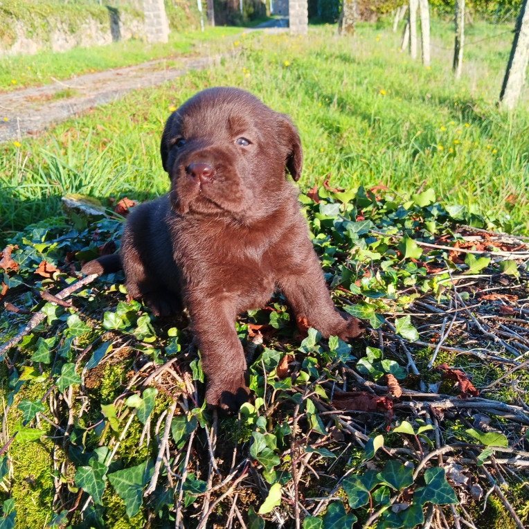 Du prieur de la roche - Chiots disponibles - Labrador Retriever