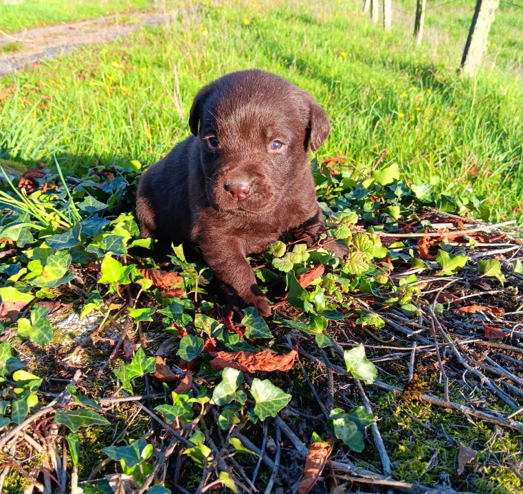 Du prieur de la roche - Chiots disponibles - Labrador Retriever