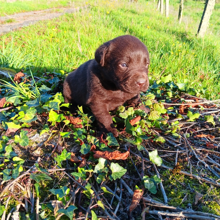 Du prieur de la roche - Chiots disponibles - Labrador Retriever