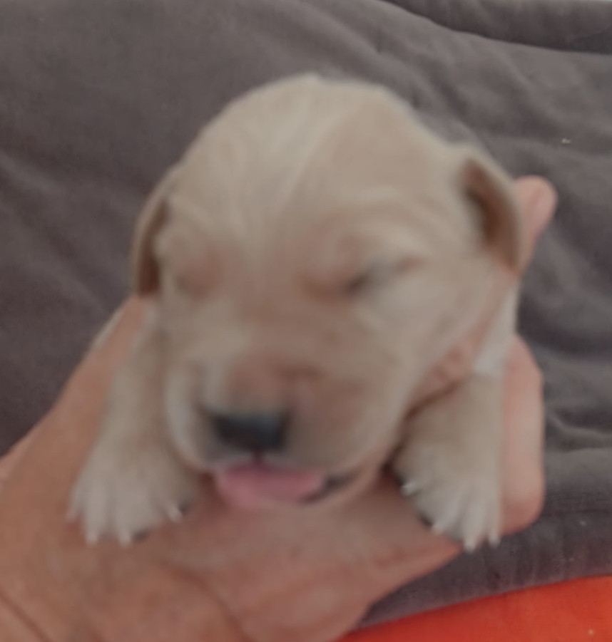 Du prieur de la roche - Chiots disponibles - Golden Retriever