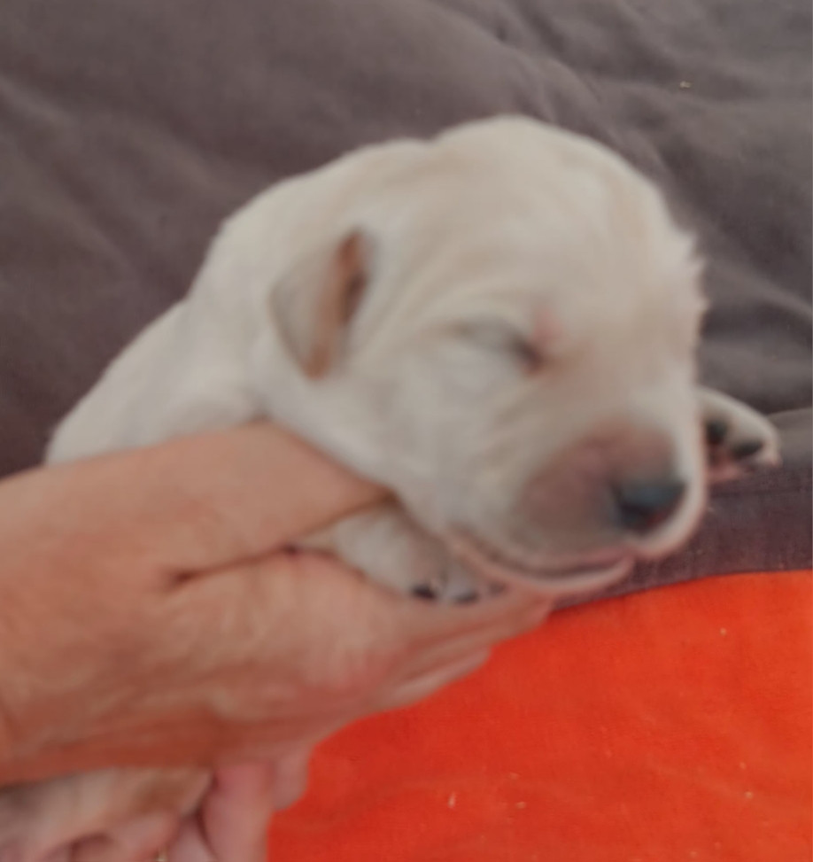 Du prieur de la roche - Chiots disponibles - Golden Retriever