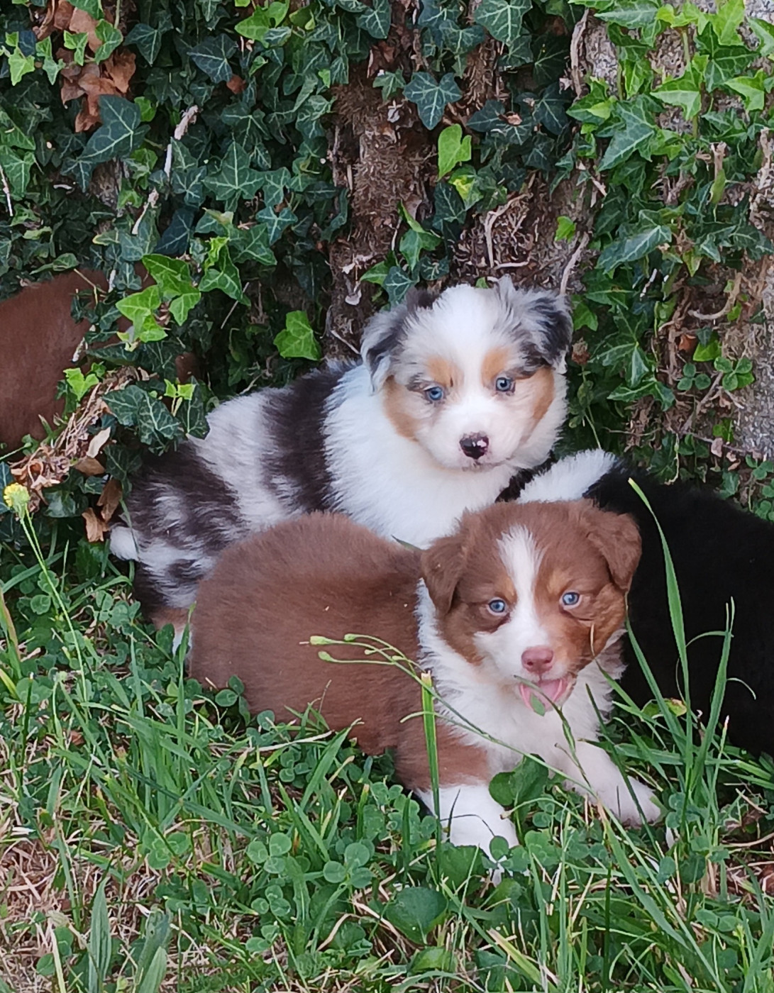 Chiot Berger Australien Du prieur de la roche