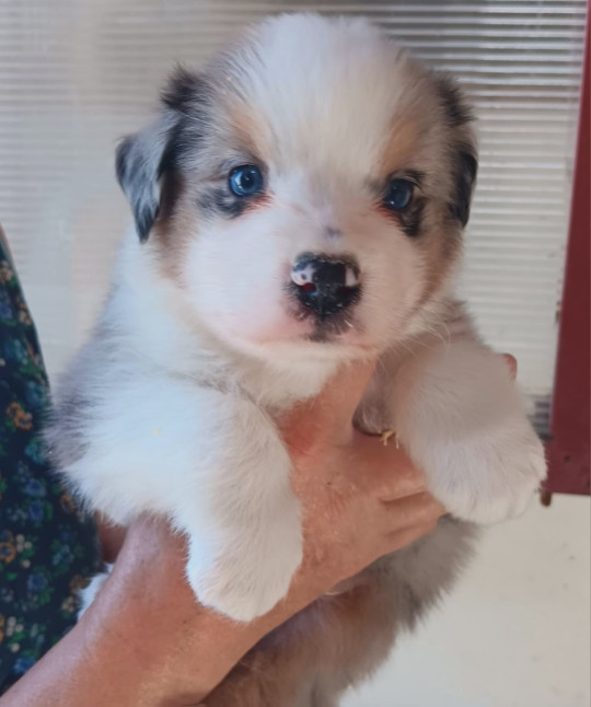 Du prieur de la roche - Chiots disponibles - Berger Australien