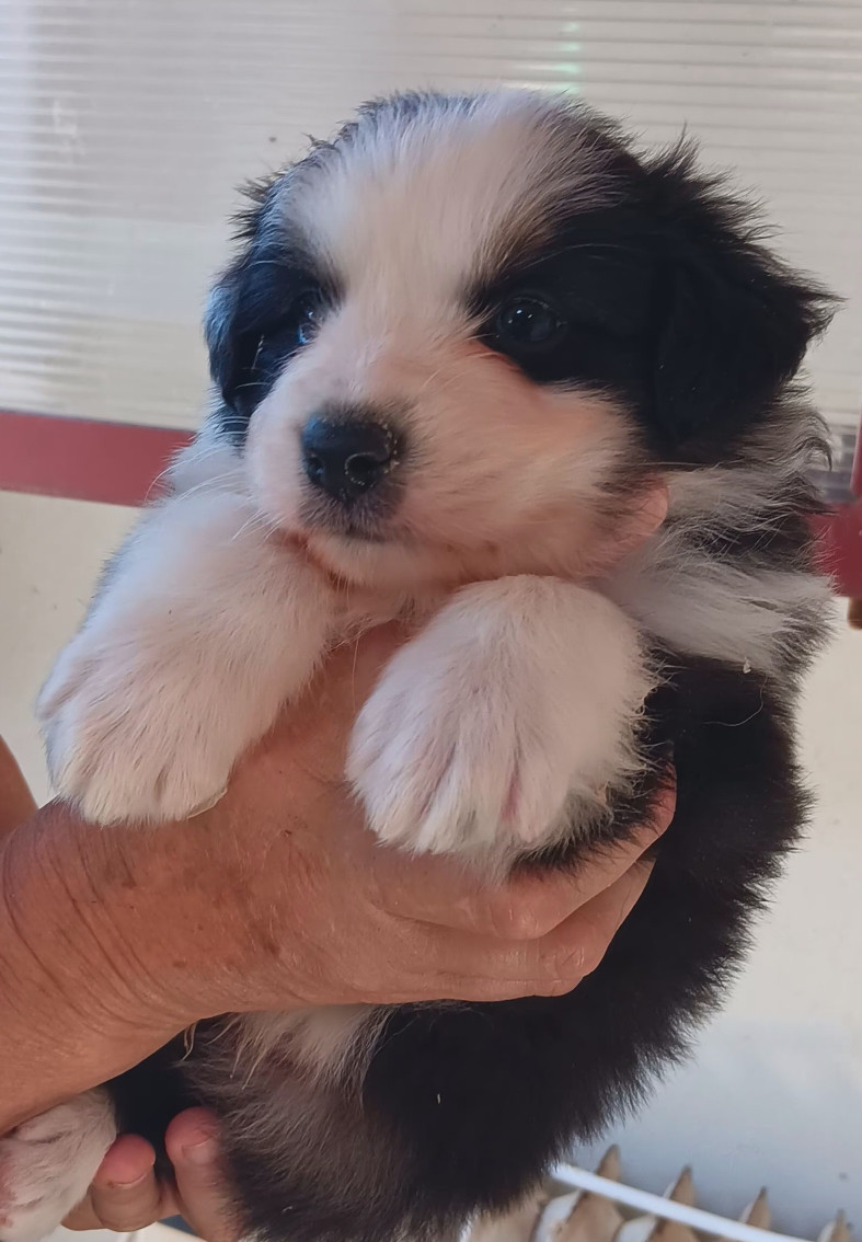 Du prieur de la roche - Chiots disponibles - Berger Australien