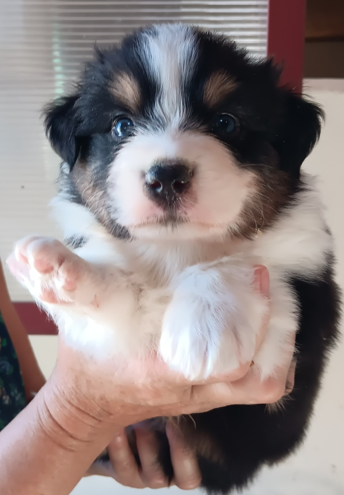 Du prieur de la roche - Chiots disponibles - Berger Australien