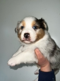 Du prieur de la roche - Chiots disponibles - Berger Australien
