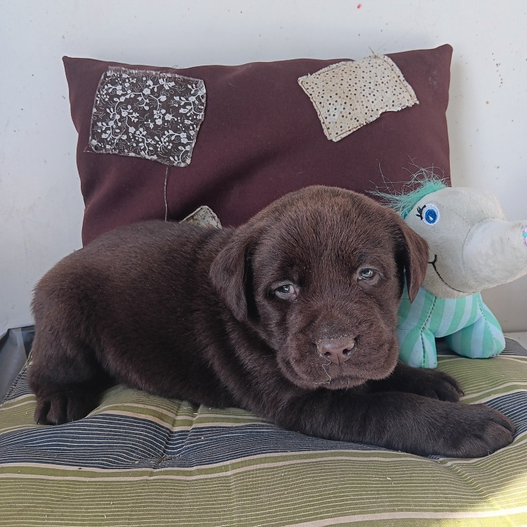 Du prieur de la roche - Chiots disponibles - Labrador Retriever