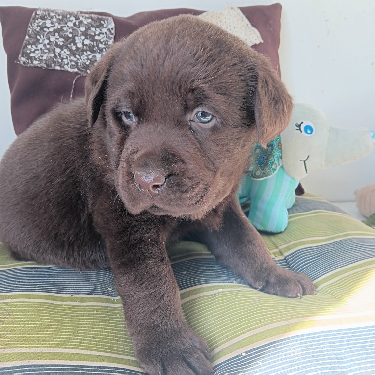 Du prieur de la roche - Chiots disponibles - Labrador Retriever