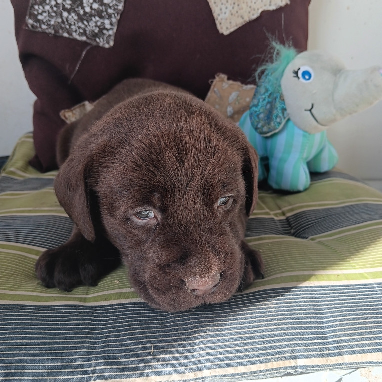 Du prieur de la roche - Chiots disponibles - Labrador Retriever
