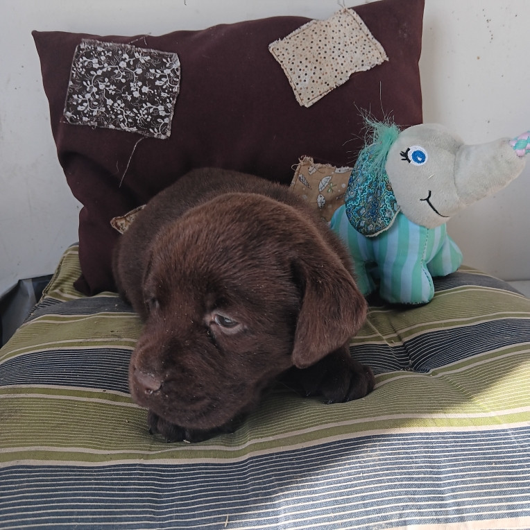 Du prieur de la roche - Chiots disponibles - Labrador Retriever