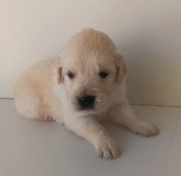 Du prieur de la roche - Chiots disponibles - Golden Retriever