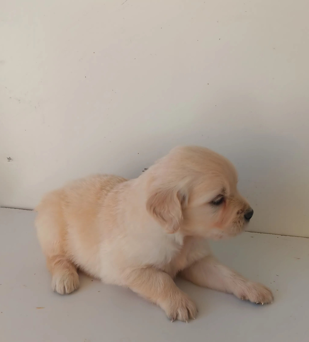 Du prieur de la roche - Chiots disponibles - Golden Retriever