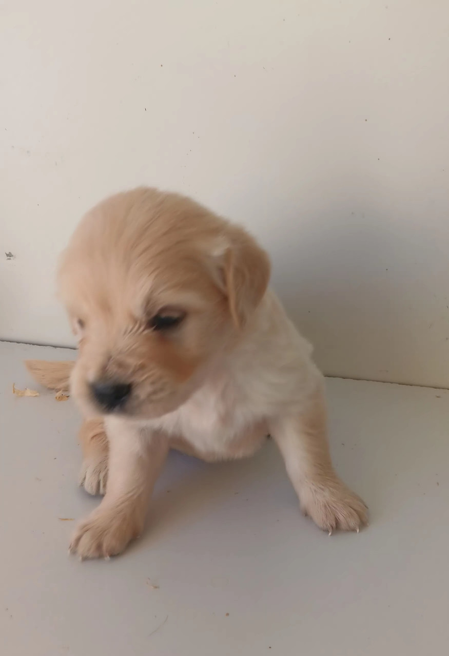 Du prieur de la roche - Chiots disponibles - Golden Retriever