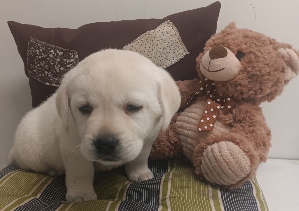 Du prieur de la roche - Chiots disponibles - Labrador Retriever