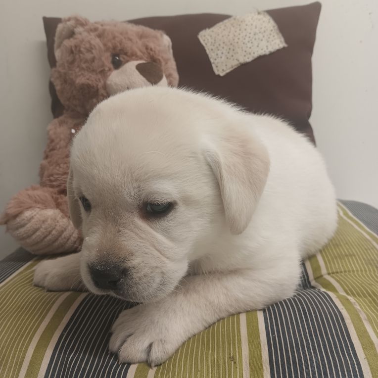 Du prieur de la roche - Chiots disponibles - Labrador Retriever