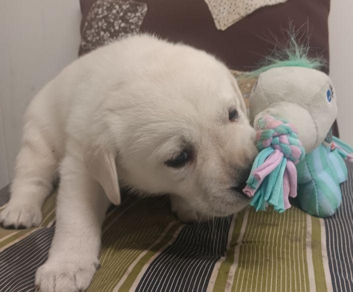 Du prieur de la roche - Chiots disponibles - Labrador Retriever