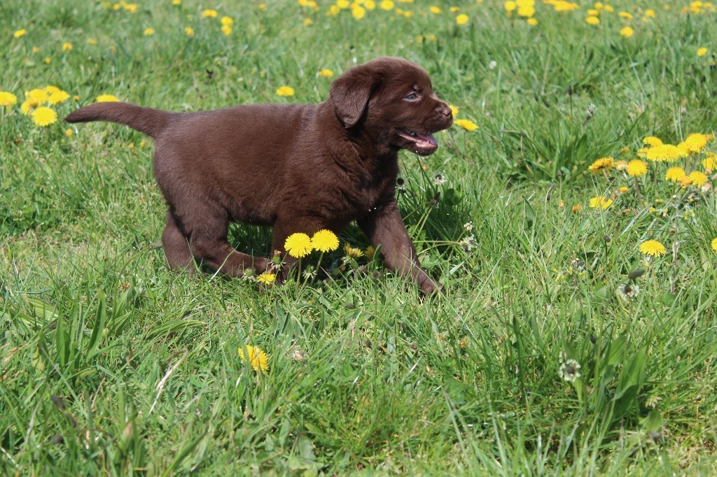 CHIOT