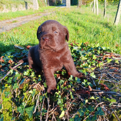 Chiot N°1