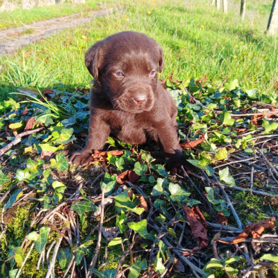 Chiot N°2