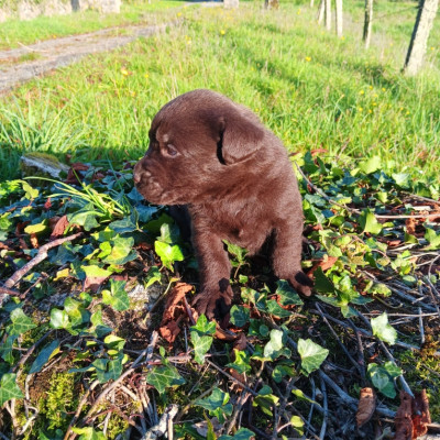 Chiot N°4