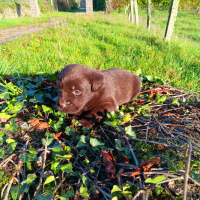 Chiot N°5