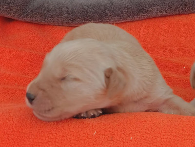 Chiot N°2