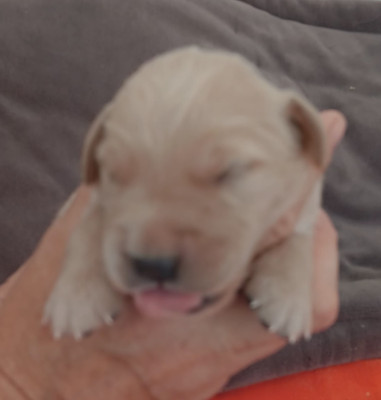 Chiot N°3