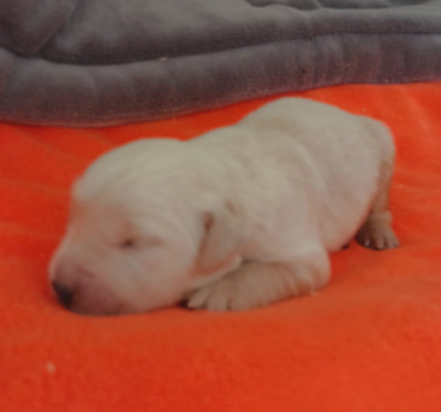 Chiot N°5