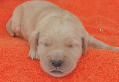 Chiot N°6
