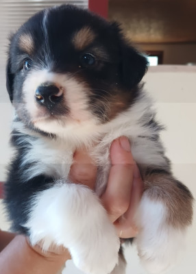 Chiot N°3